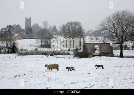 St. James Church e pecore con agnelli in neve, Chipping Campden, Cotswolds, Gloucestershire, England, Regno Unito, Europa Foto Stock