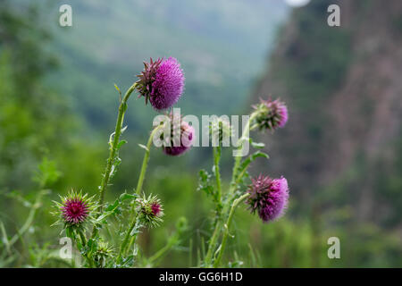 Curly plumeless thistle ( Carduus crispus) Foto Stock