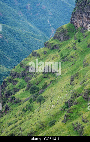 Gregge di pecore su un pendio ripido in Armenia Foto Stock