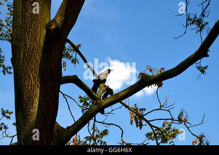 Raven seduto su un albero in una grande città Foto Stock