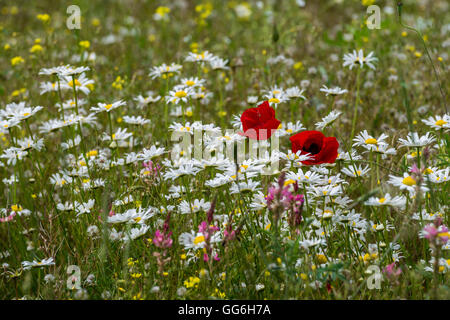 Campo con fiori selvatici in provincia di Lori di Armenia Foto Stock