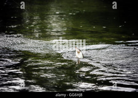 Temolo catturati con volare in bocca, Fiume, prova Leckford station wagon, Hampshire, Inghilterra, Regno Unito Foto Stock