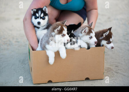 Donna che mantiene la casella con husky cuccioli all'interno Foto Stock