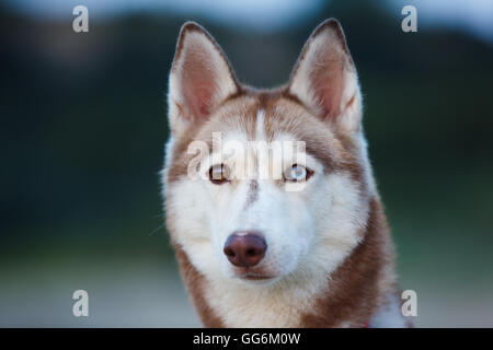 Ritratto di husky con occhi diversi durante l'estate Foto Stock