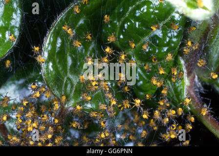 Cluster di giardino baby Cross ragni prima di dispersione Foto Stock