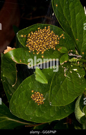 Cluster di giardino baby Cross ragni prima di dispersione Foto Stock