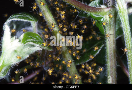 Cluster di giardino baby Cross ragni prima di dispersione Foto Stock