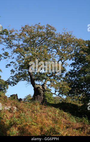 Inglese quercia a Glenfield Lodge Park in estate Foto Stock