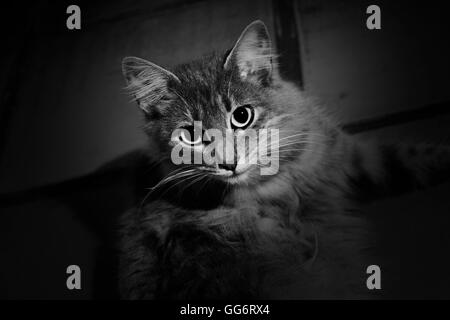 Molto peloso gatto grigio guardando la fotocamera immagine monocromatica Foto Stock