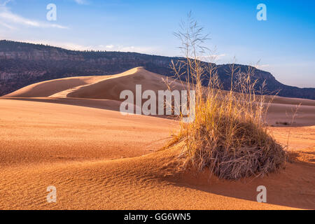 Hummock, intrico di gigante sandreed erba a dune, Moquith montagne in distanza, Coral Pink Sand Dunes State Park, Utah, Stati Uniti d'America Foto Stock