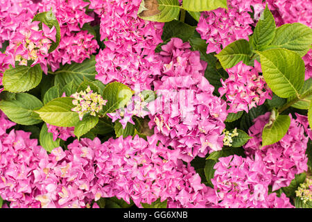 Colorato ortensie rosa ad arbusto o boccola in fiore Foto Stock