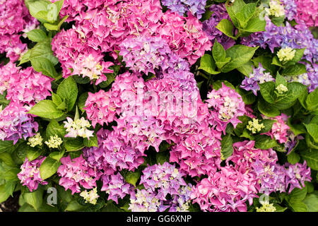 Colorato ortensie rosa ad arbusto o boccola in fiore Foto Stock