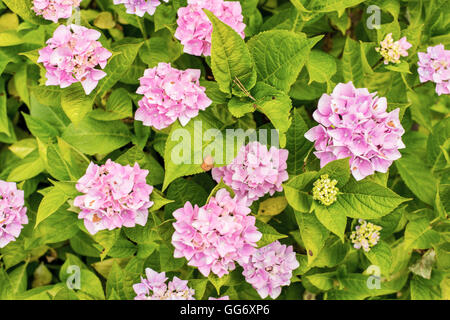 Colorato ortensie rosa ad arbusto o boccola in fiore Foto Stock