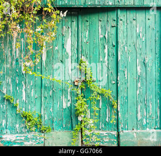 Arbusto crescente attraverso lo sportello dall'interno abbandonato tettoia in legno con lucchetto arrugginito sulla porta Foto Stock