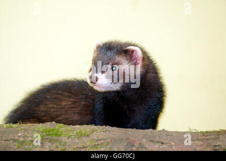 Osservando POLECAT Foto Stock