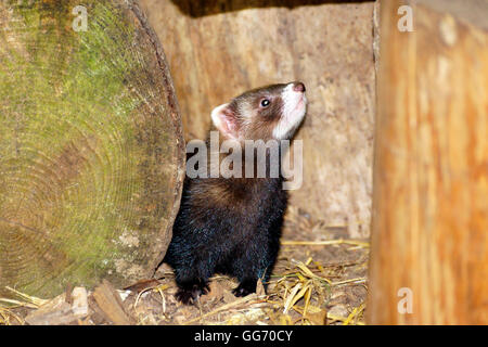 POLECAT dopo alimentazione Foto Stock