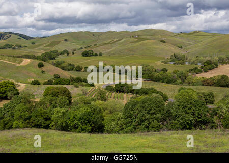 Vigneto di uva, uva dei vigneti, vigneti, Carneros colline, vista dal, Artesa dei vigneti e della cantina, Carneros regione, la Valle di Napa NAPA California Foto Stock