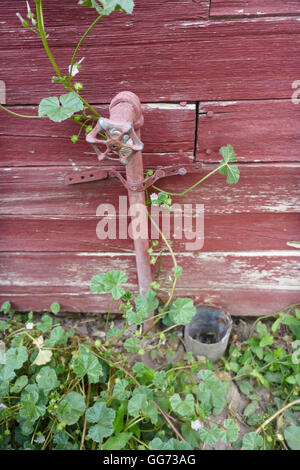 Rusty rubinetto sul lato di un antico legno rosso granaio, ricoperta da erbacce. Foto Stock