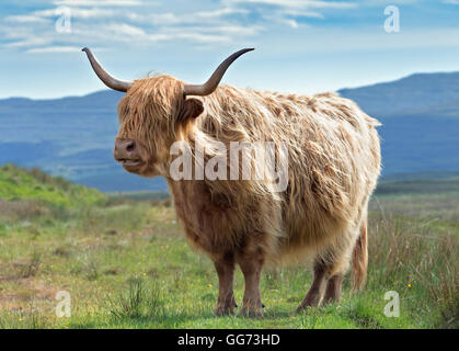 Highlander mucca in sfocato sfondo montagnoso Foto Stock