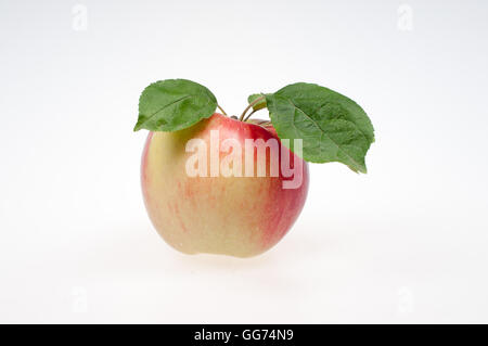 Rosso e giallo Apple su sfondo bianco Foto Stock