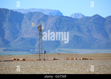 Mulino a vento presso dam Merino con la tempra la loro sete vicino Piketberg in Swartland, Western Cape, Sud Africa Foto Stock