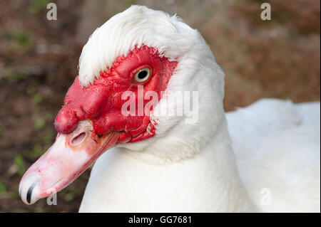 Close up di un moscovy testa d'anatra Foto Stock