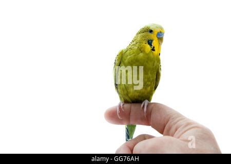 Un verde budgie seduto su un dito umano Foto Stock