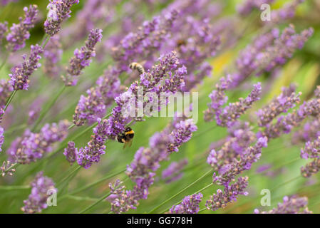 Api su fiori di lavanda Foto Stock