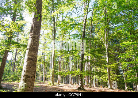 Bellissima scenic estate del bosco di faggio con fogliame verde Foto Stock