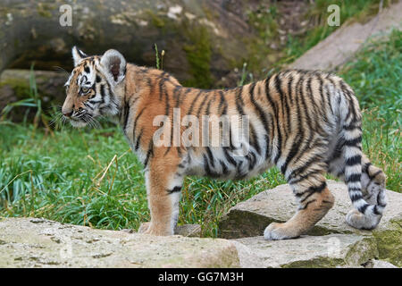 Tigre di Amur cub in piedi su rocce con vegetazione in background Foto Stock