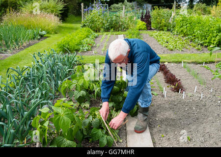 L'uomo tende a patch vegetale nel suo giardino di aggiudicazione in England Regno Unito Foto Stock