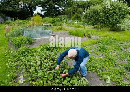 L'uomo tende a patch vegetale nel suo giardino di aggiudicazione in England Regno Unito Foto Stock