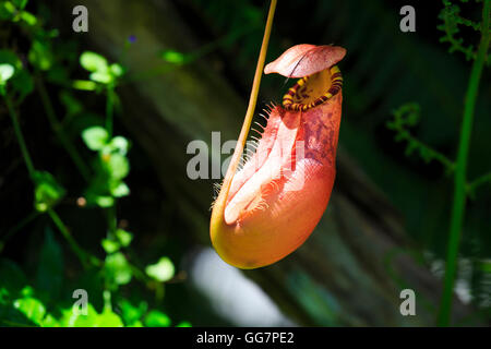 Nepenthes Foto Stock