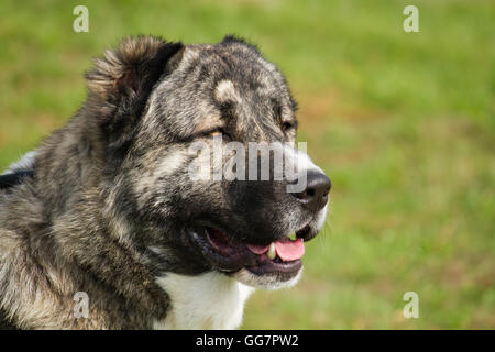 Di razza caucasica o Ovcharka Caucasian cane pastore Foto Stock