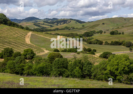 Vigneto di uva, uva dei vigneti, vigneti, Carneros colline, vista dal, Artesa dei vigneti e della cantina, Carneros regione, la Valle di Napa NAPA California Foto Stock