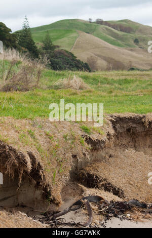 Non modificate la vita vera immagine di erosione costiera Gisborne, Nuova Zelanda Foto Stock