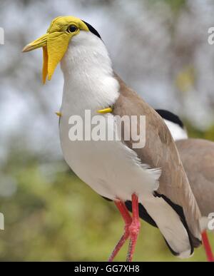 Masked pavoncella Vanellus (miglia), noto anche come il piviere mascherato e dallo sperone plover Foto Stock