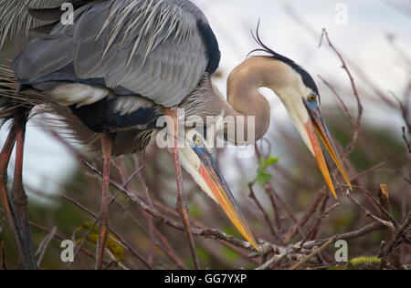 Airone blu coniugata coppia lavora insieme nidificazione Foto Stock