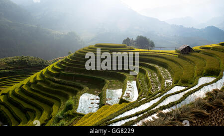 I campi di riso sulla terrazza nella stagione delle piogge a Mu Cang Chai, Yen Bai, Vietnam. I campi di riso preparare per il trapianto a nordovest Vietna Foto Stock