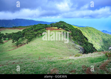 Albero di alloro sull altopiano di Fanal sull' isola di Madeira, Portogallo Foto Stock