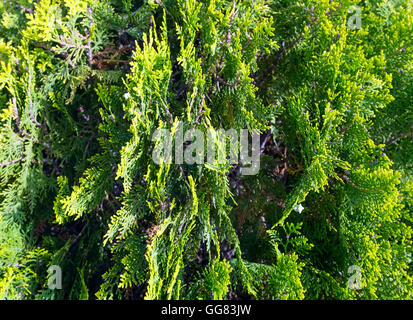 Vista ingrandita di thuja tree ramoscelli (cypress famiglia). La natura dello sfondo. Foto Stock