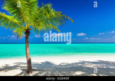 Unico vibrante coconut Palm tree su una bianca spiaggia tropicale delle Maldive Foto Stock