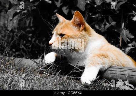 Colori contrastanti di inger e gatto bianco che si affacciava su legno Bordo del giardino Foto Stock