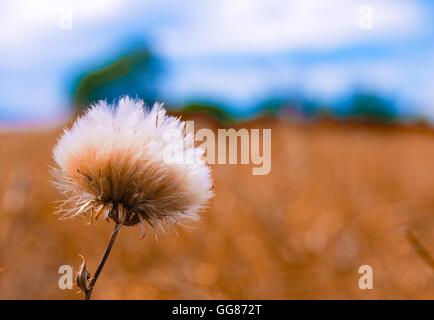 La vibrante creeping thistle fiore piante pronto per disperdere i semi nel vento Foto Stock