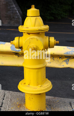 Un idrante di fuoco nel centro cittadino di San Giovanni, Terranova, Canada. L'idrante è dipinto di giallo. Foto Stock