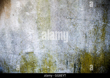 Primo piano di umidità e fungo su grigio muro di cemento con molti graffi in stile grungy Foto Stock