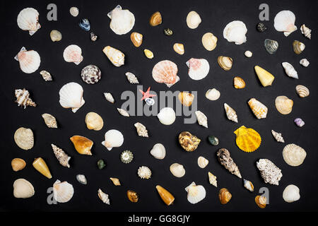 Molte piccole conchiglie di mare che stabilisce in linee su sfondo nero Foto Stock