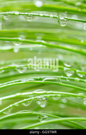 Close-up di goccioline di acqua piovana, appeso sulla foglia lungo gli aghi di pino Foto Stock