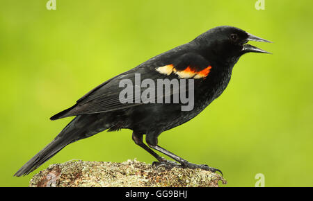 Un rosso-winged Blackbird chiamando da una roccia. Foto Stock