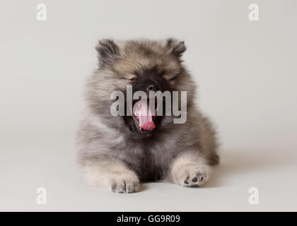 Keeshond cucciolo sdraiato con la lingua di fuori a sbadigliare in una impostazione di studio Foto Stock